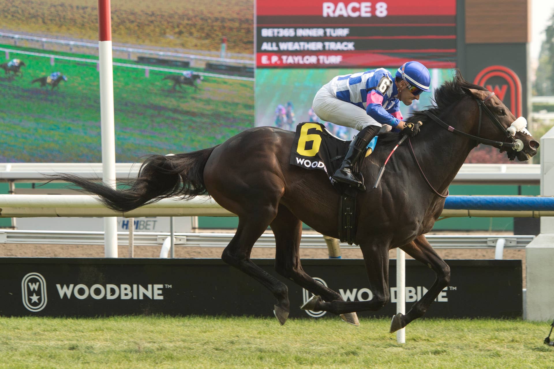 A Perfect Horse Stanley House Hopes To Reward Connection s Patience a-perfect-horse-stanley-house-hopes-to-reward-connection-s-patience