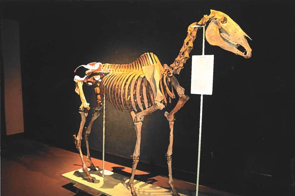 Lest We Forget: Before Secretariat, Hanover Was The Original ...