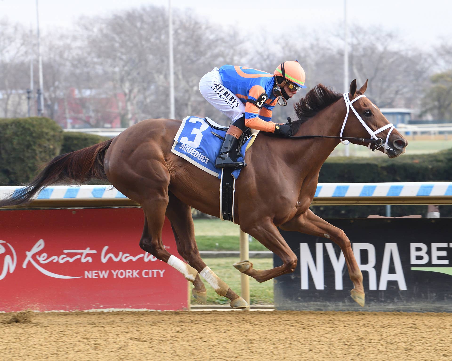 Dominant Debut Winner Zany Tallies By Wide Margin In Demoiselle Zany The Demoiselle Credit Janet Napolitano 