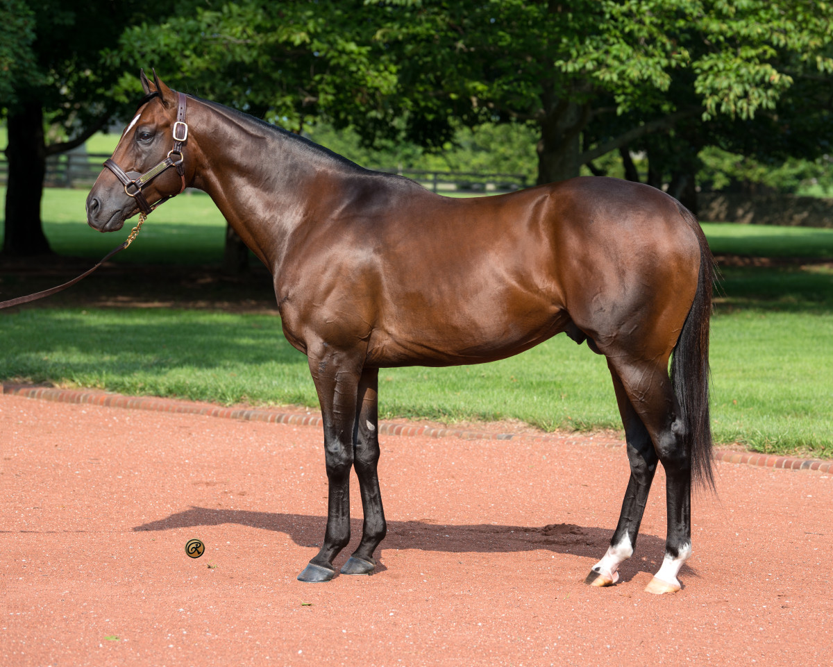 FirstCrop Sire Watch Presented By Gainesway 2025 Keeneland September