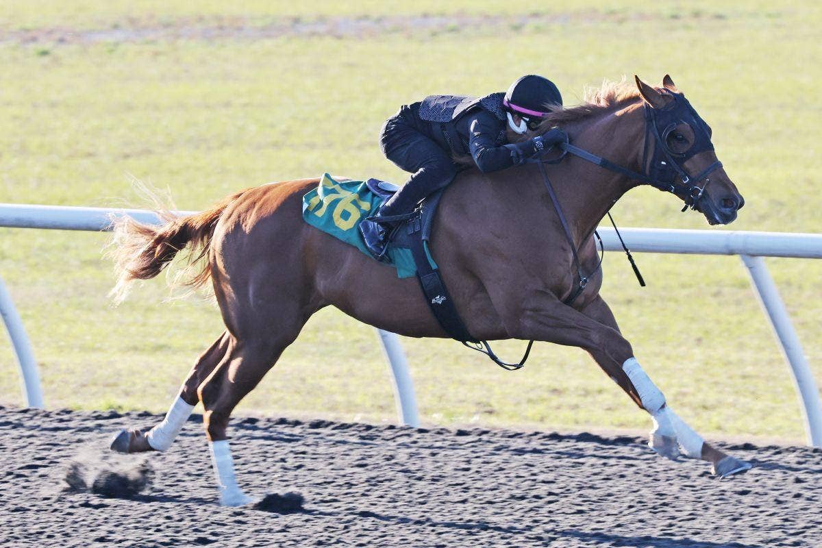 Three Colts Tie For Fastest Time To Open OBS March Under Tack Show ...
