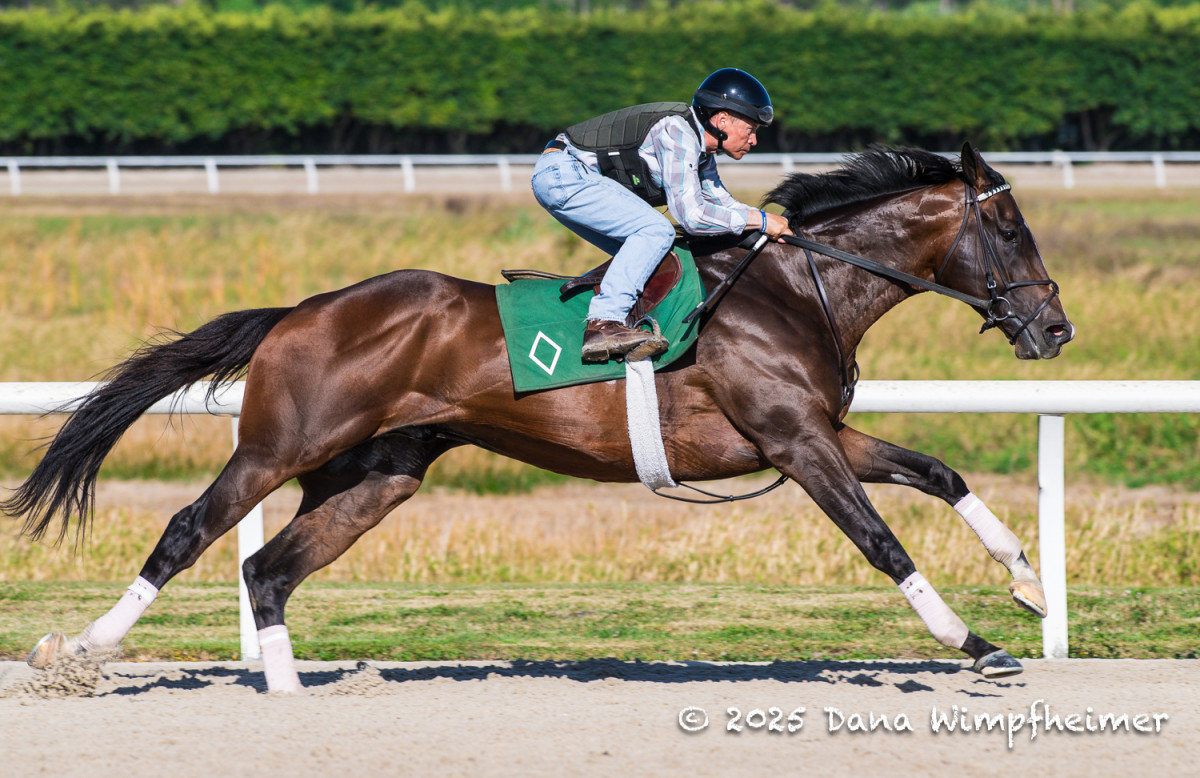 Sovereignty Ready To 'Step Forward' In Florida Derby