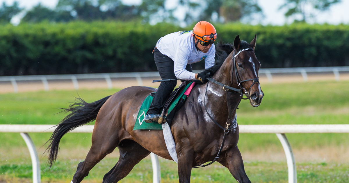 Horse Of The Year Sovereignty Will Not Compete In Dubai World Cup