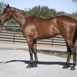 Son Of Gun Runner Tops OBSOnline 'Second Chance' March Auction