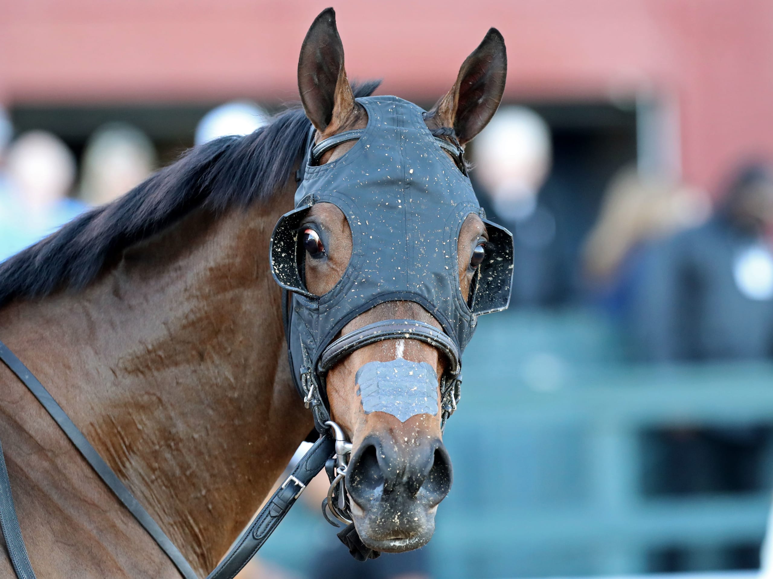 Mark Casse Circles Azeri As Next For Champion Nitrogen - Paulick Report