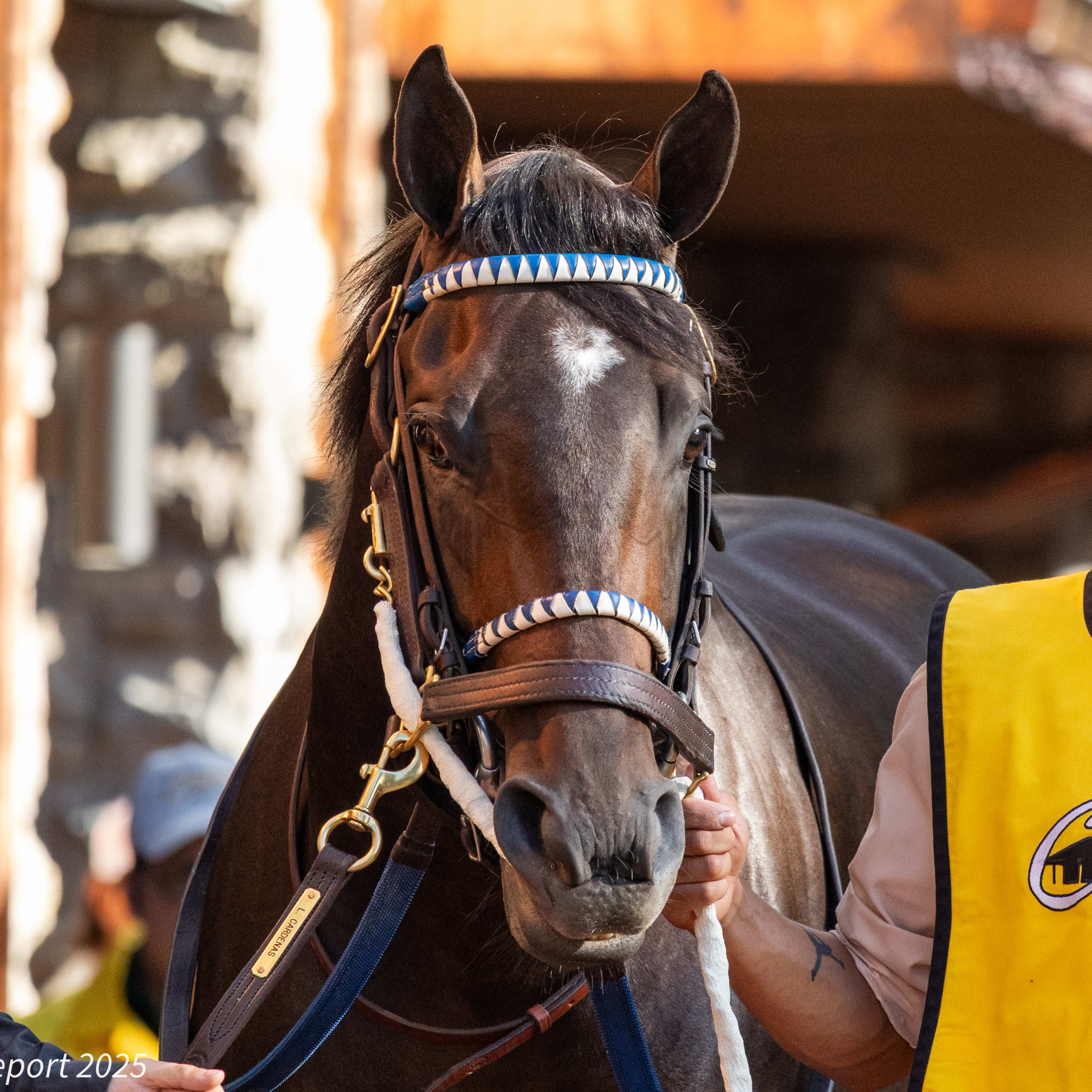 Gentildonna Surges to Victory in Dubai Sheema Classic - Paulick Report