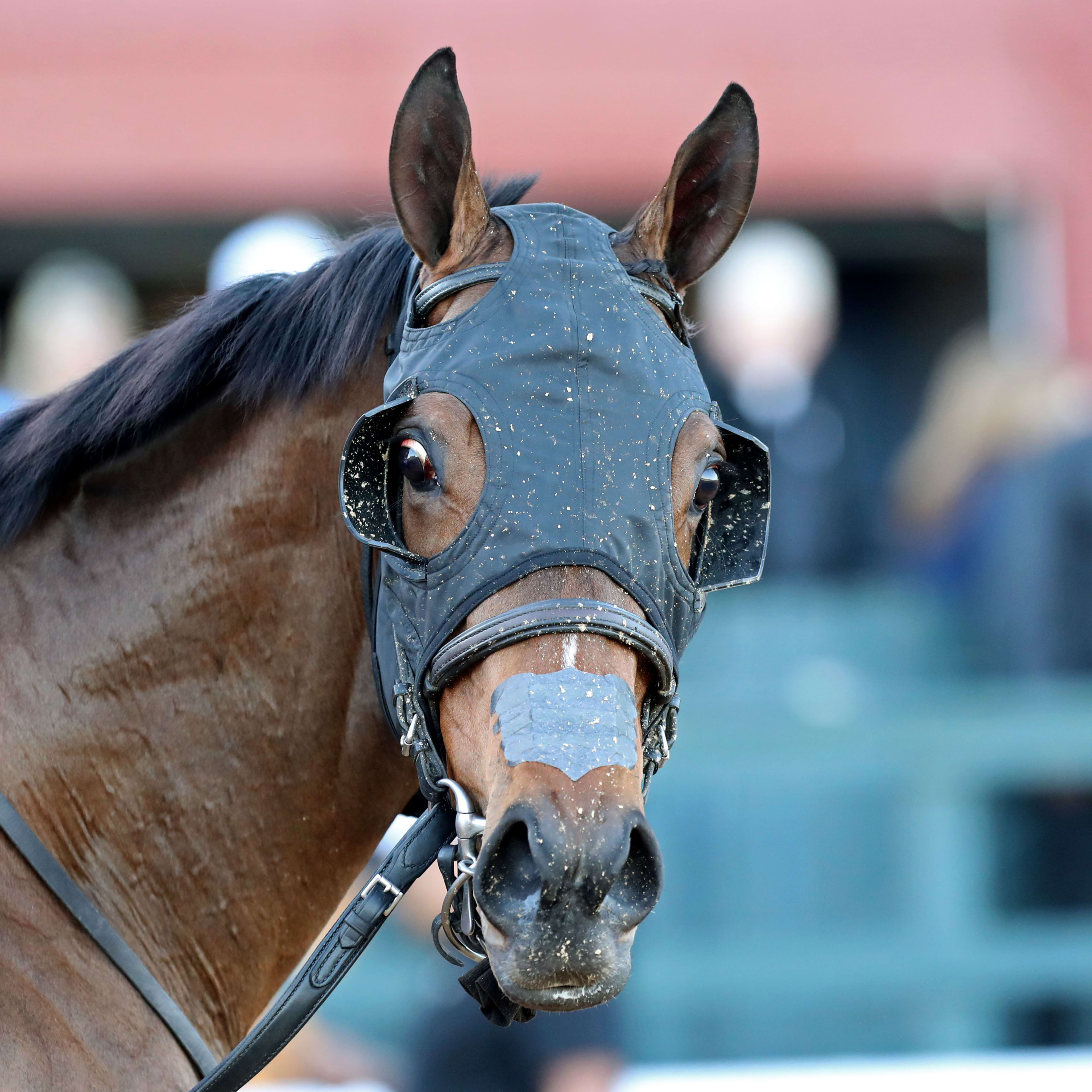 Gentildonna Surges to Victory in Dubai Sheema Classic - Paulick Report