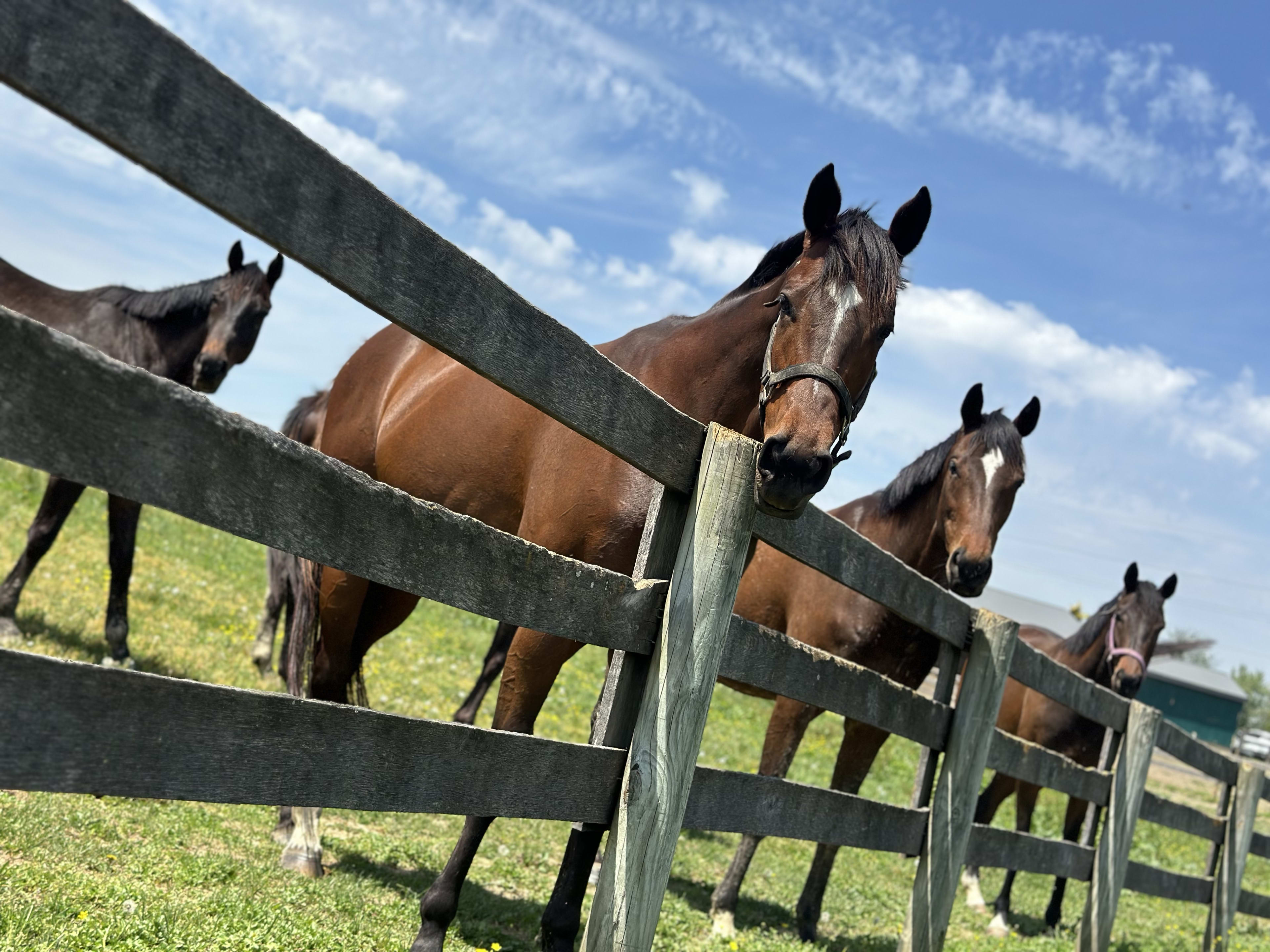 Paulick Report | Latest news and commentary from the horse racing and ...