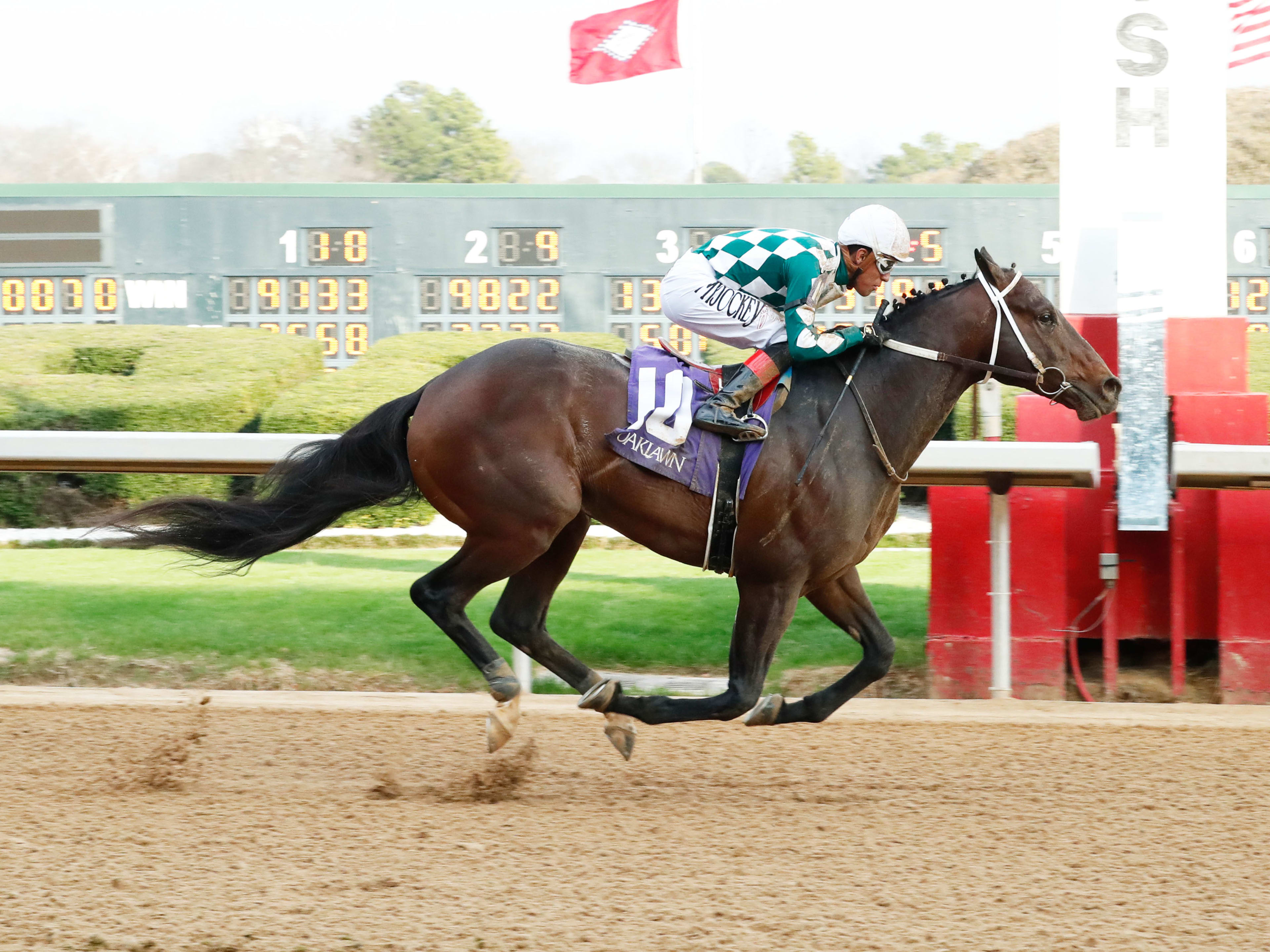 Alejandro, First Son Of Rachel's Valentina, Entering Stud At ...