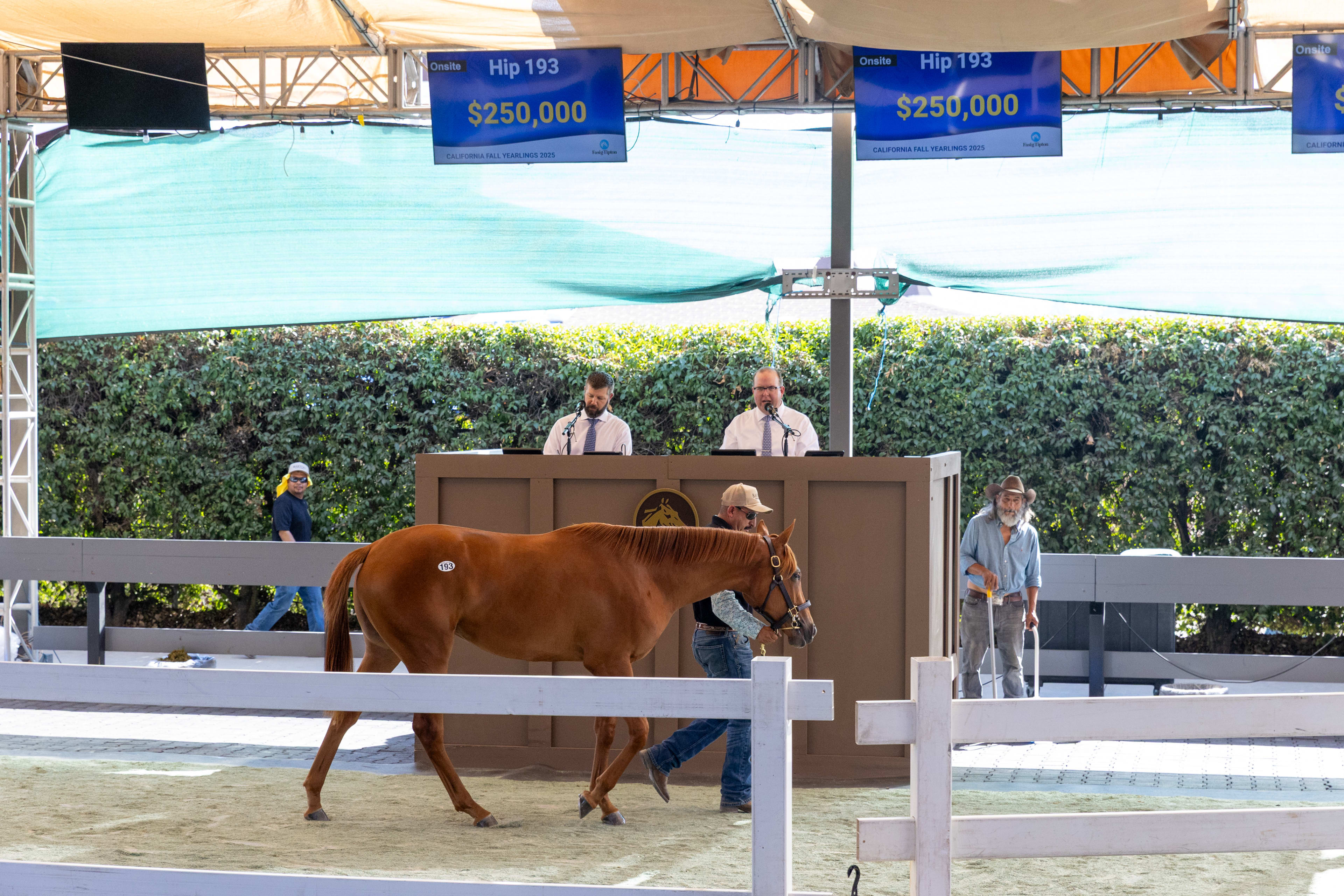 Corniche Filly Tops 2025 Fasig-Tipton California Fall Yearlings