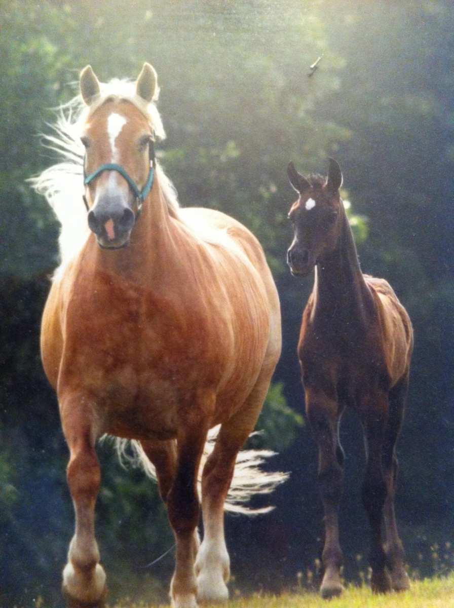 Nurse Mares FourLegged Mary Poppins to the Rescue Horse Racing News