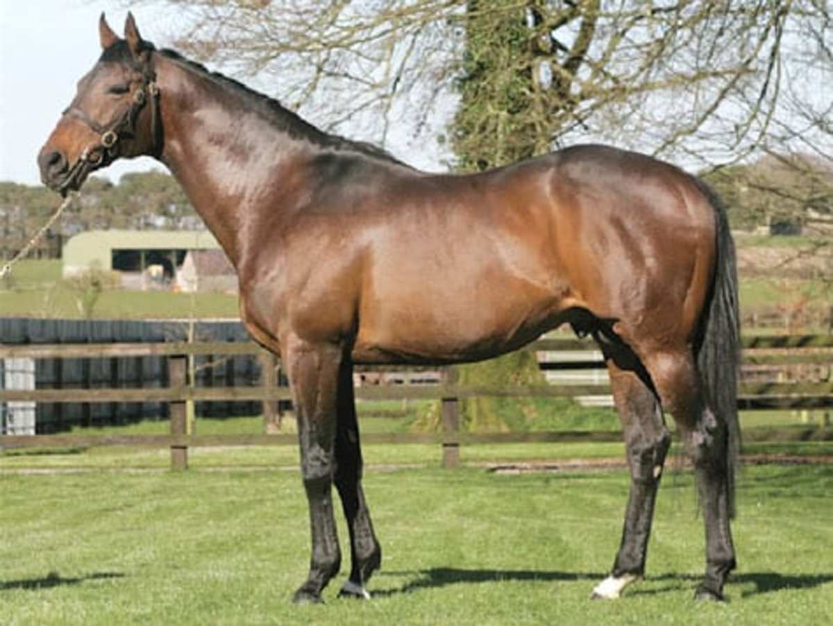 European Horse Of The Year St. Jovite Euthanized Horse Racing News