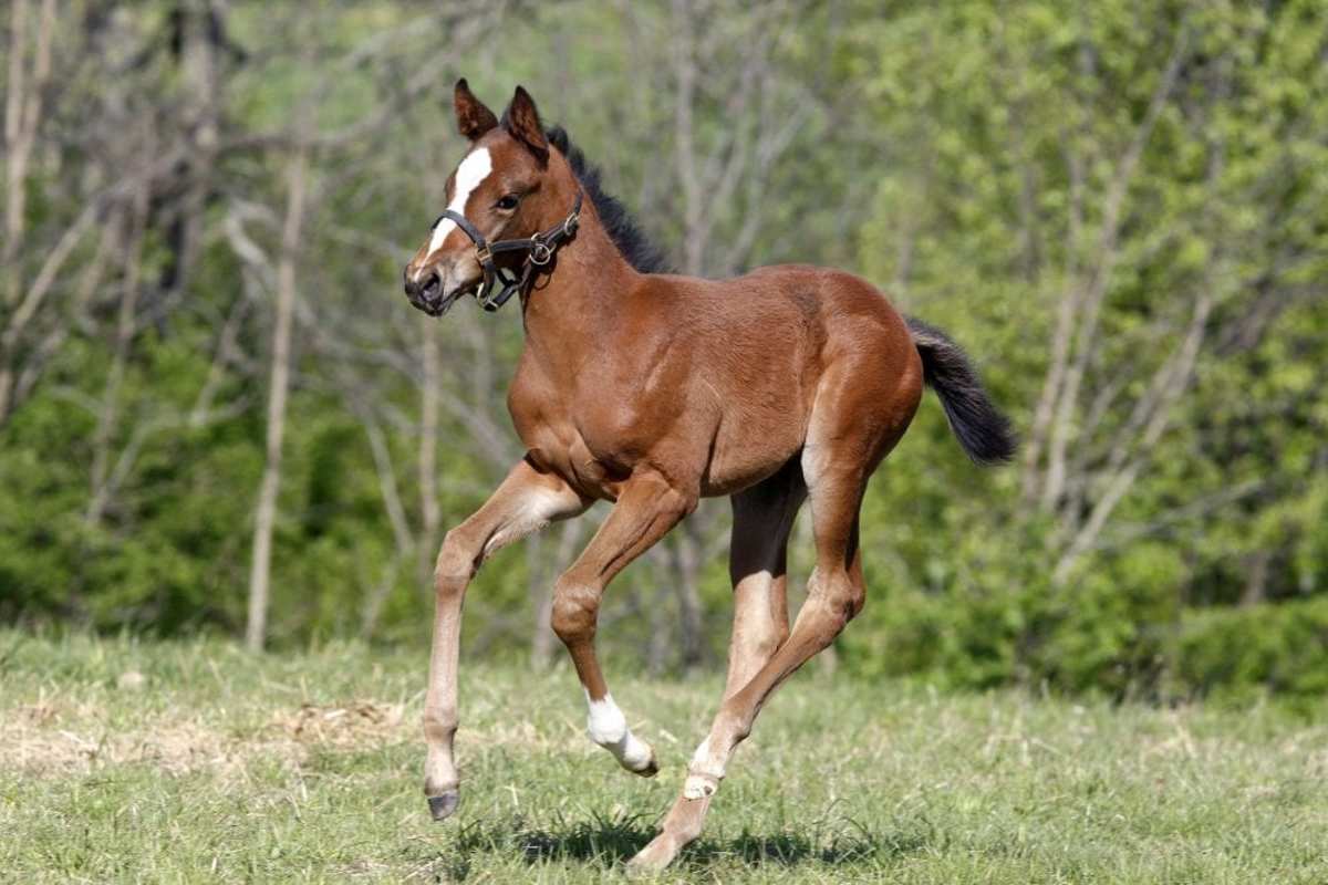 Merck Animal Health Presents Foals Of 2015: Town And Country - Horse ...