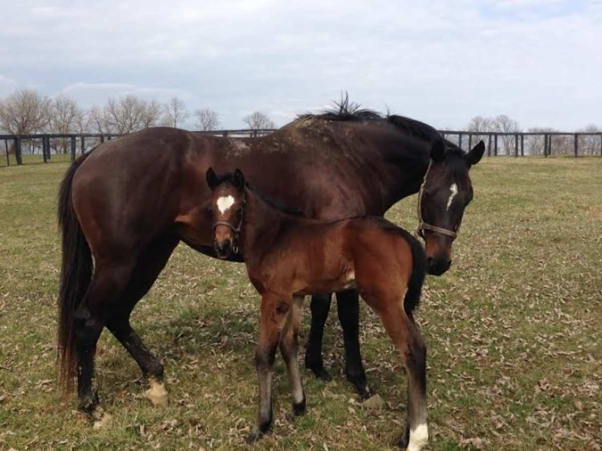 Merck Animal Health Presents Foals Of 2016 Famous Moms Horse Racing