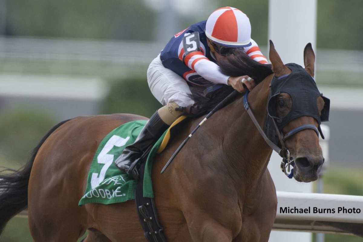 Midnight Miley Steals Away To Ontario Matron Victory - Horse Racing ...