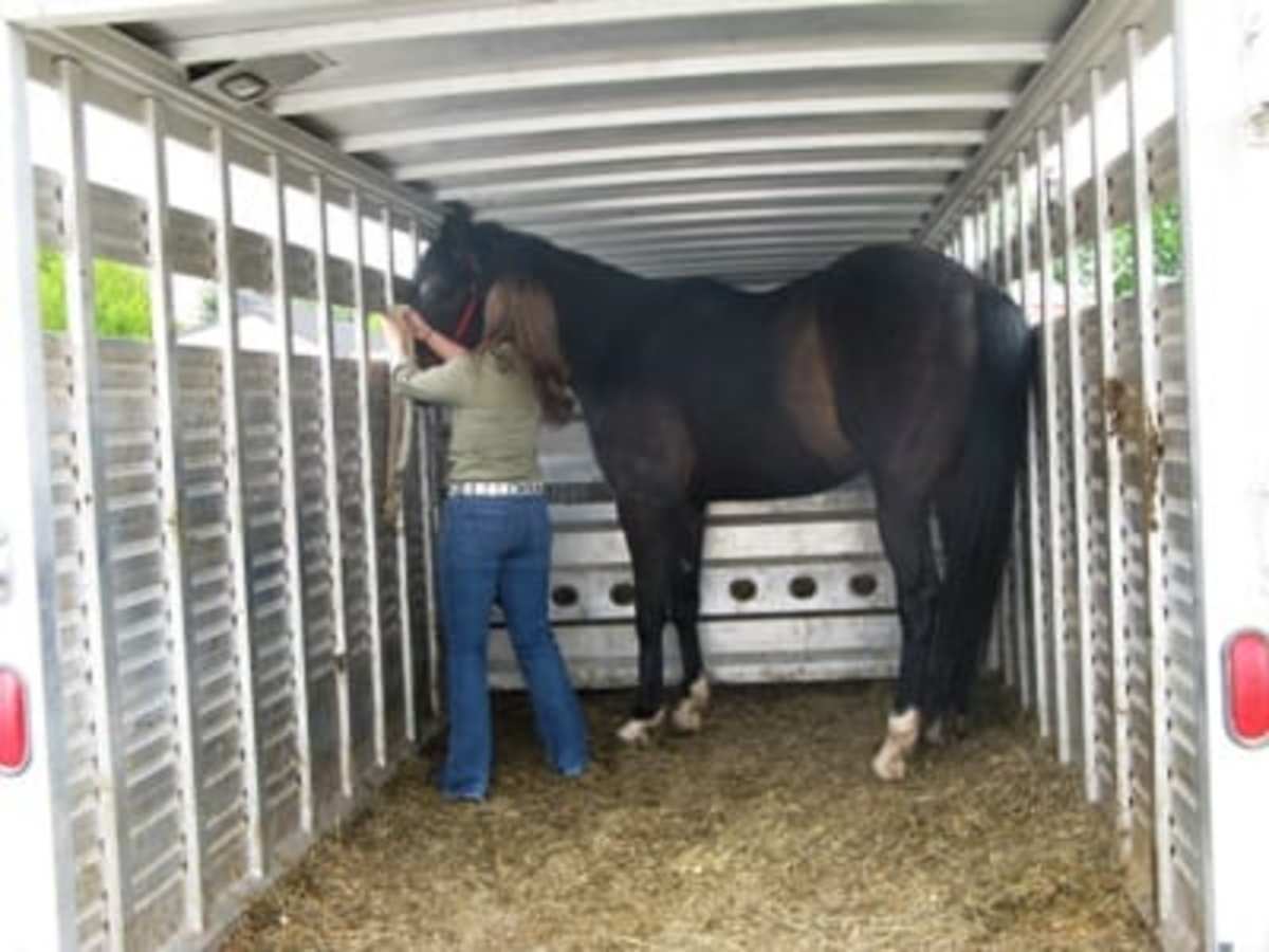 Trailering And Colic: Is There A Link? – Horse Racing News