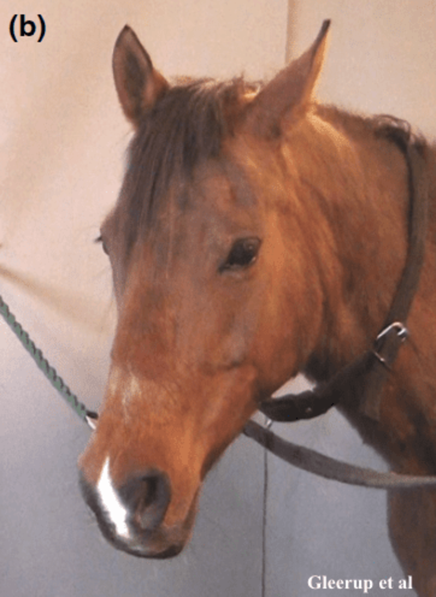 Equine ‘Pain Face’ Can Help Owners And Veterinarians Spot Horses In