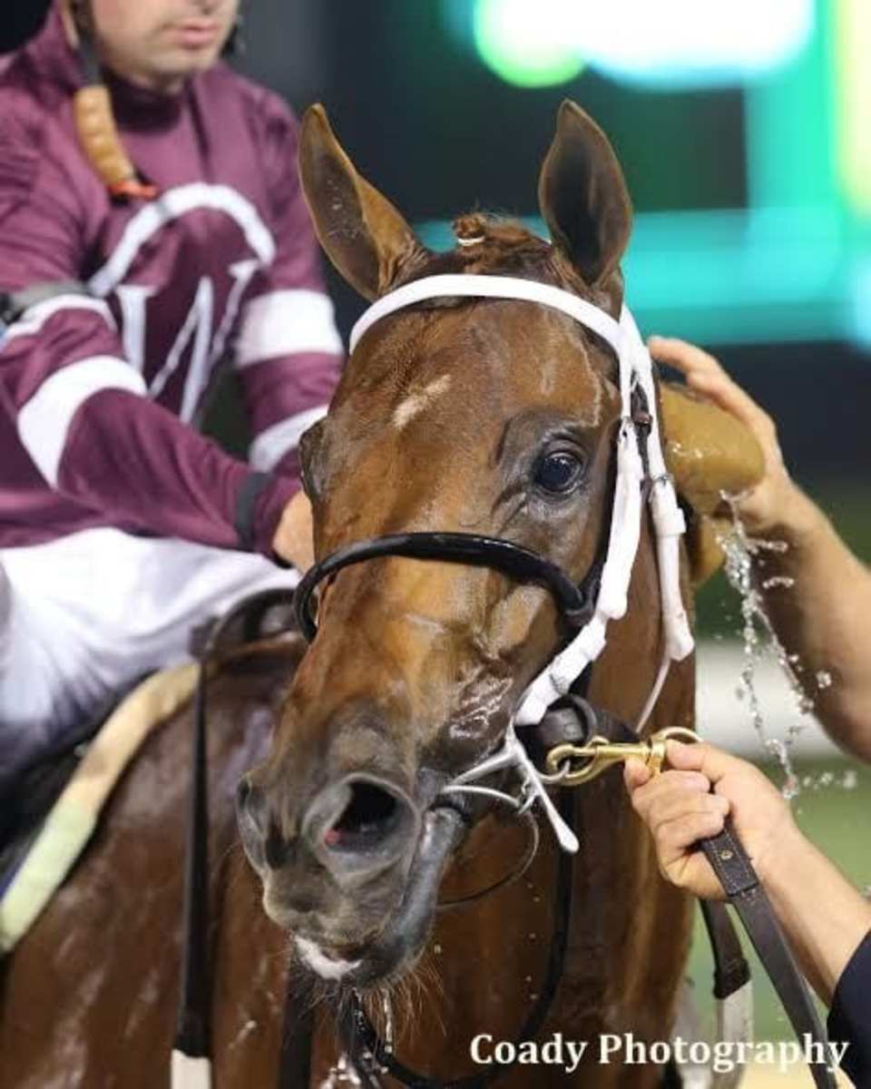 Gun Runner In 'Phenomenal' Form Approaching Whitney Horse Racing News