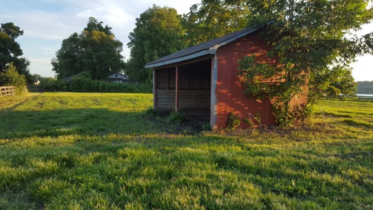 Sun Worshiper Or Shade Seeker? No Common Denominator For Hot Horses