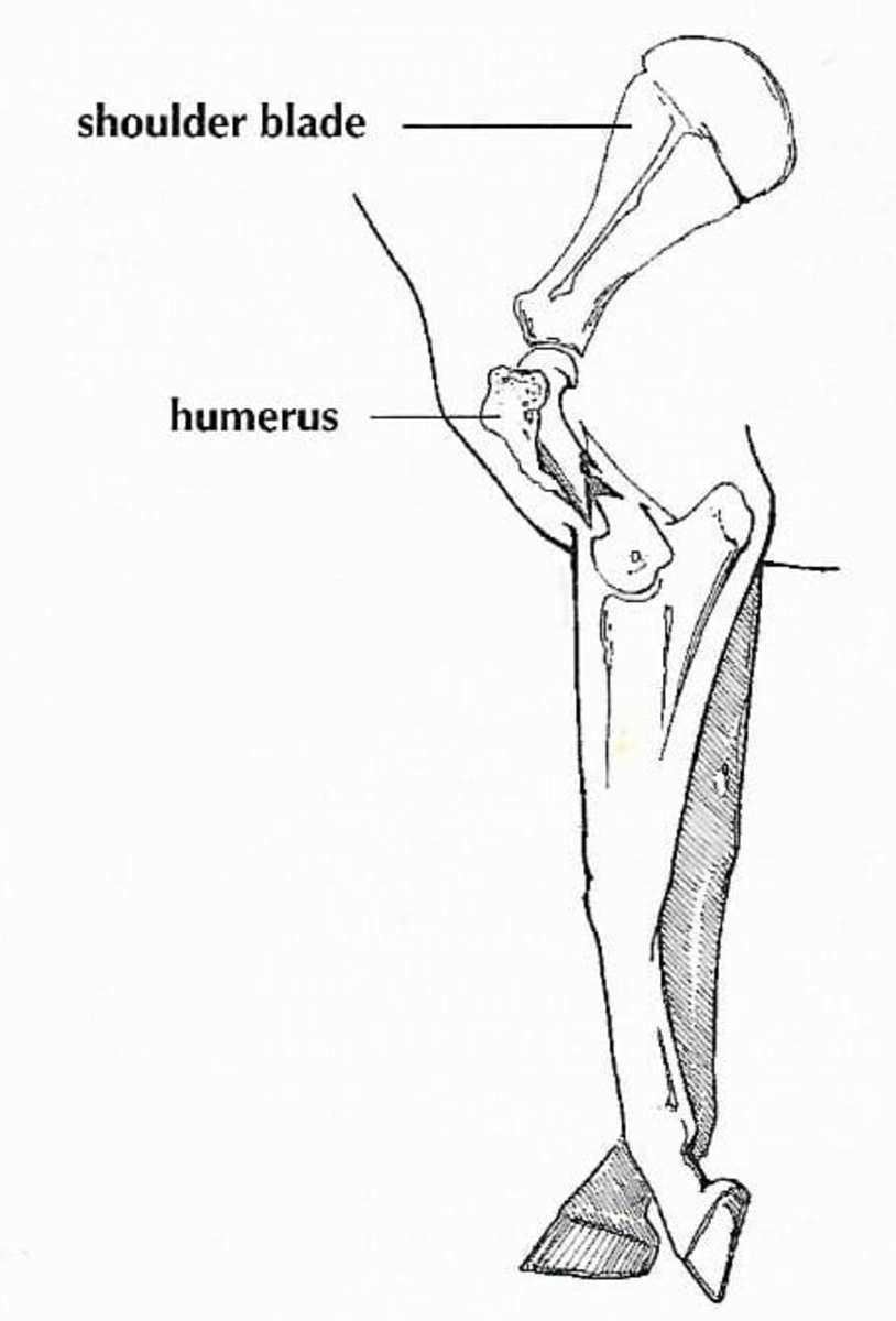 What Happened There? Cliffs of Moher’s Death Reveals Complex Nature Of
