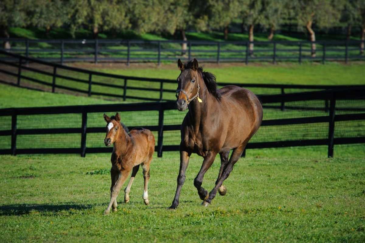 Kentucky Thoroughbred Farms To Offer Free Tours Through Horse Country ...