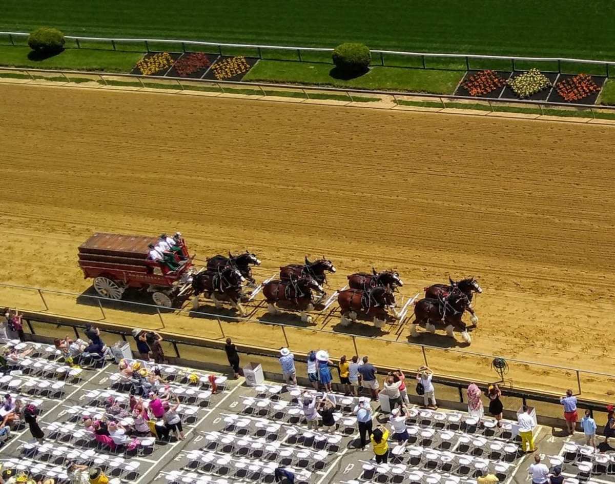 The Budweiser Clydesdales parade the Busch Stadium track in center