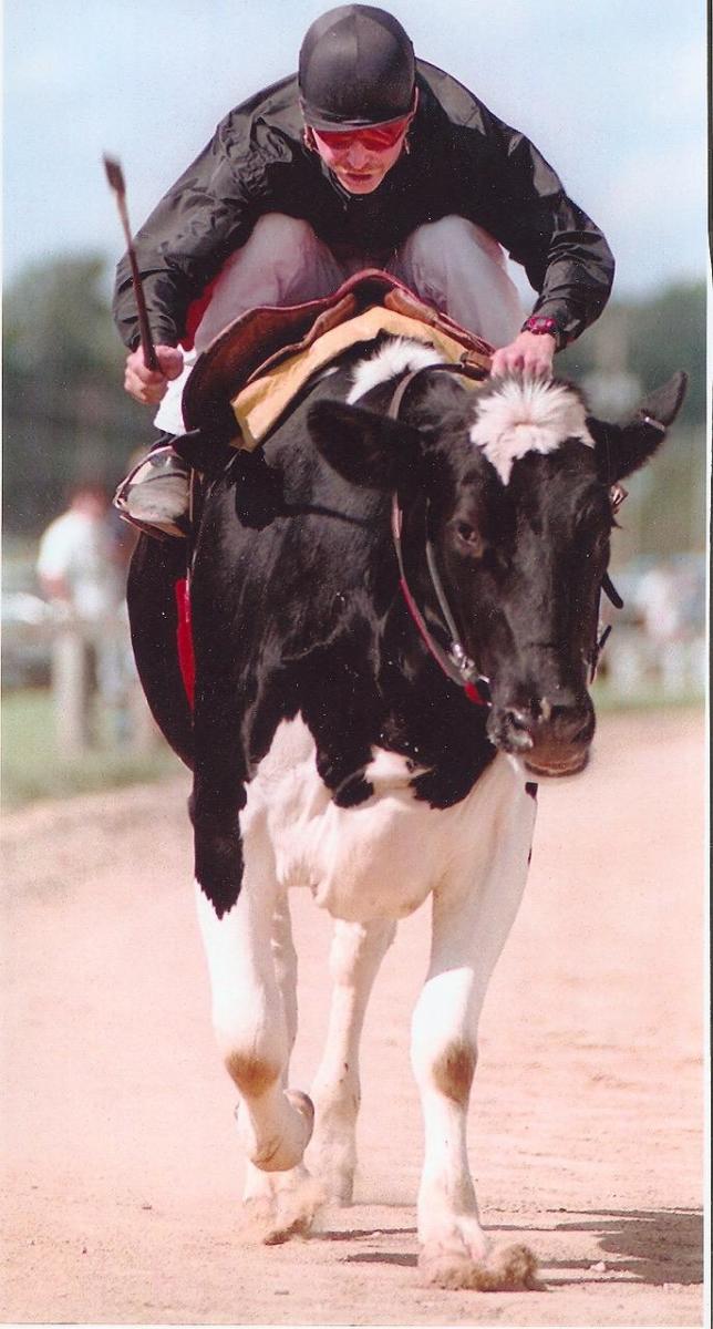 cow racing