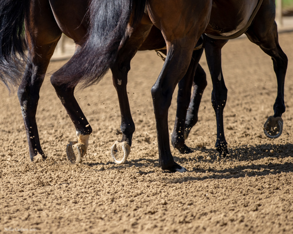 Survey: Two-Thirds Of Vets Concerned About Injecting Horses’ Joints Too Frequently – Horse Racing News