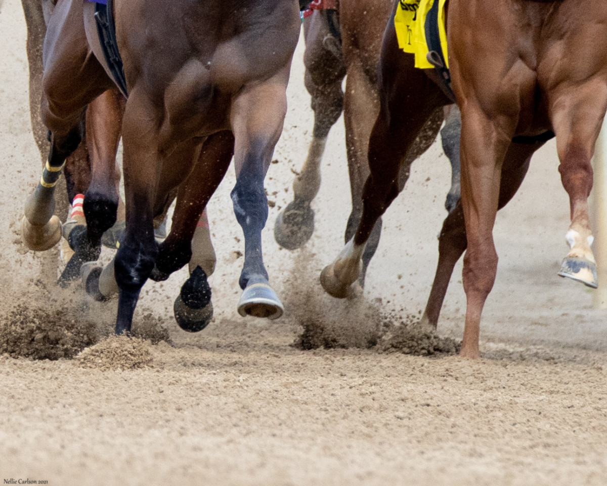 Study: Ultrasound Waves Can Be Used To Diagnose Severity Of Bucked Shins  – Horse Racing News