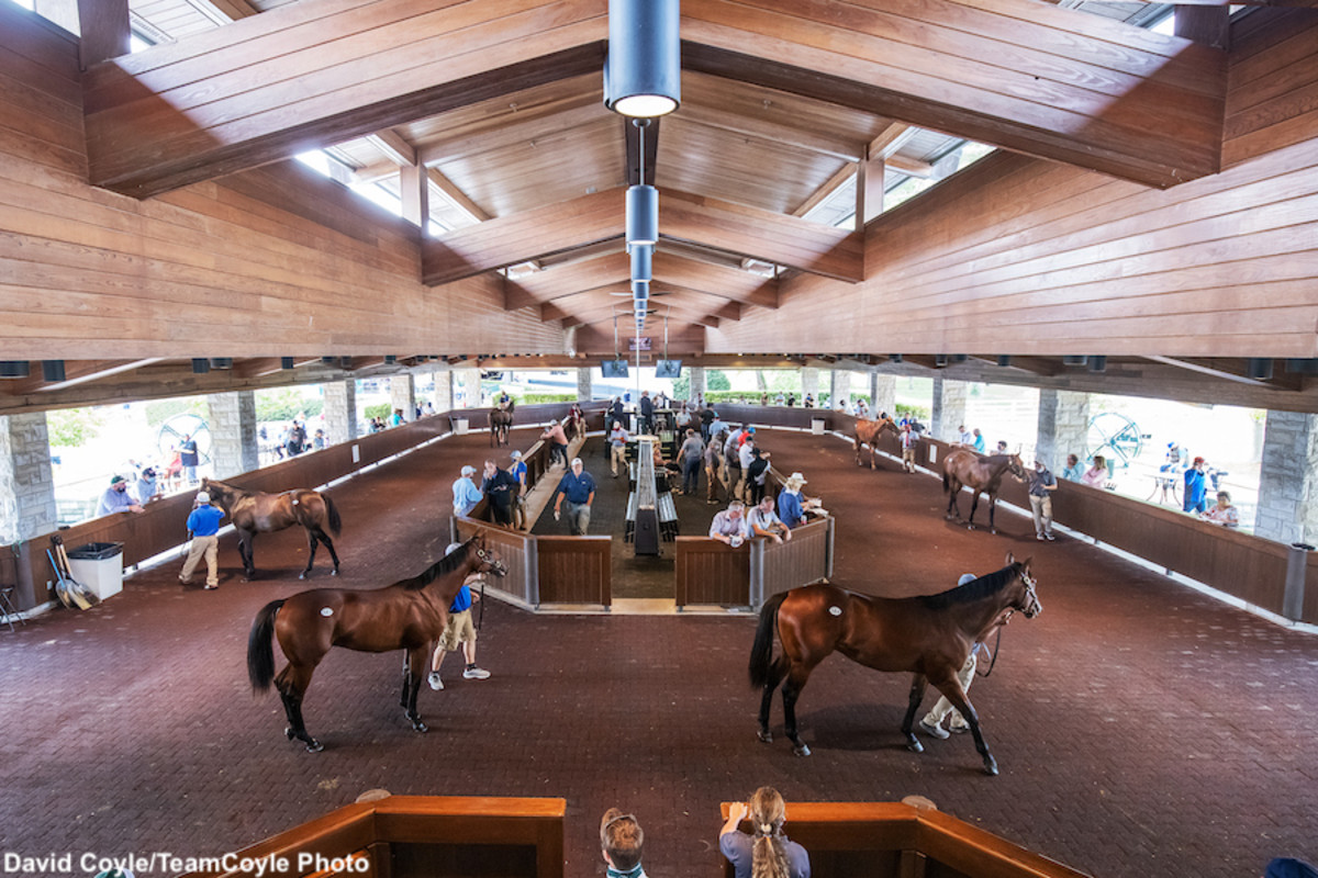 Keeneland September Yearling Sale Opens Monday Horse Racing News