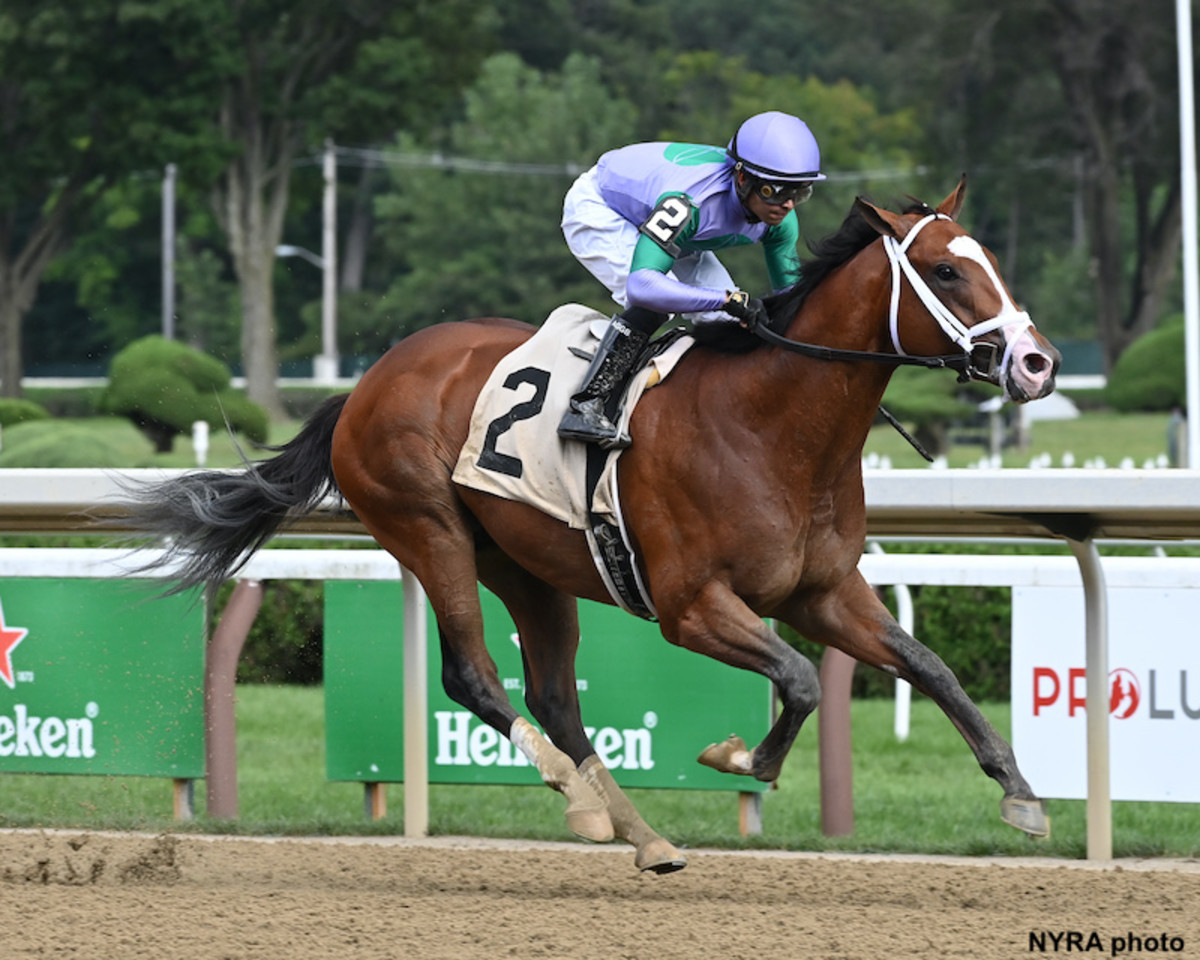 Golden child: Champion Goldikova gives birth to Galileo colt - Horse ...