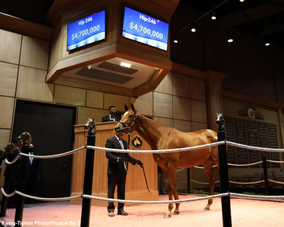 Catalog For 2023 FasigTipton November Sale Now Online Horse Racing