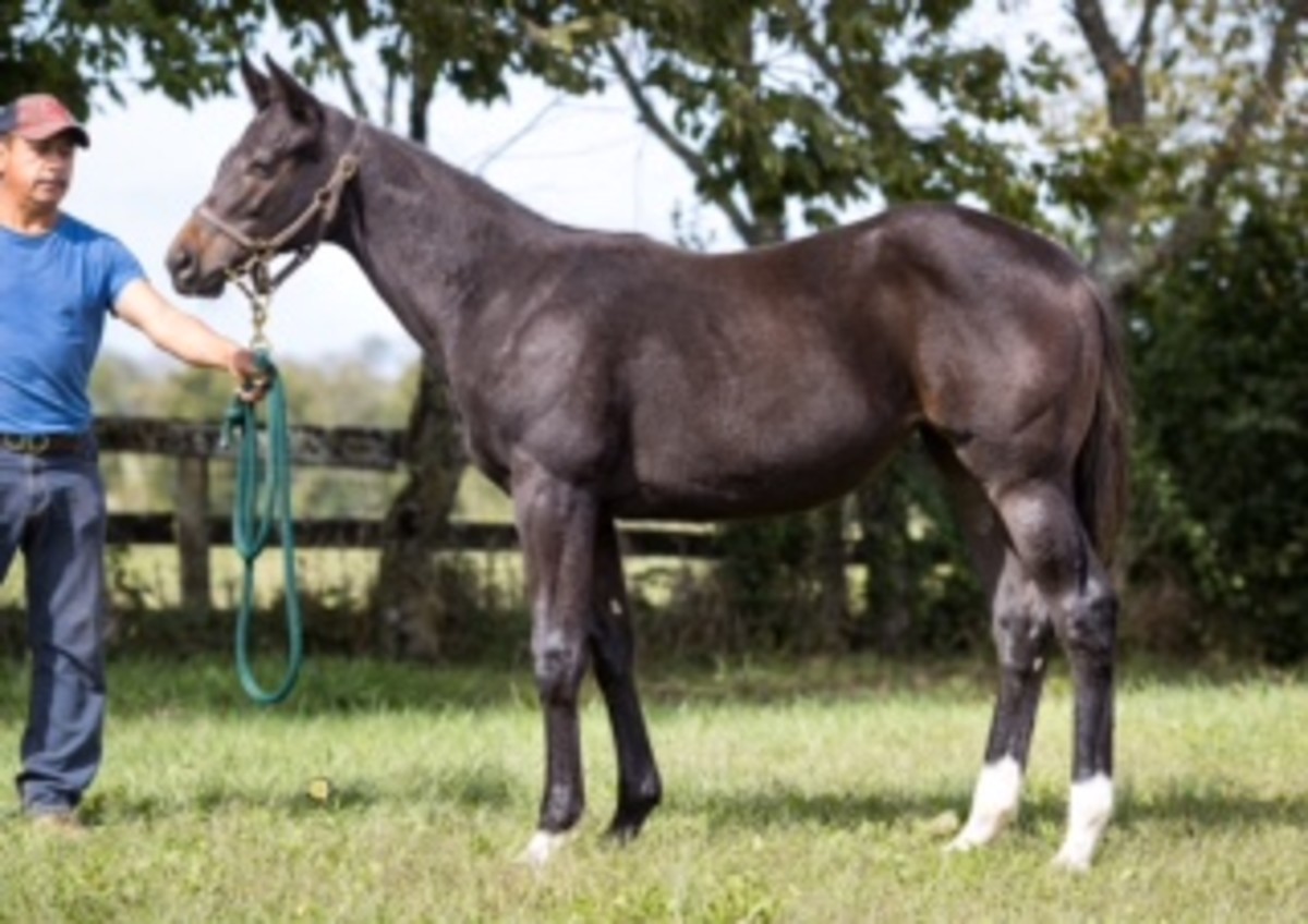 Indiana Weanling Spotlight Presented By Indiana Thoroughbred Alliance: Hip 1236, Sister Sez No, By Not This Time