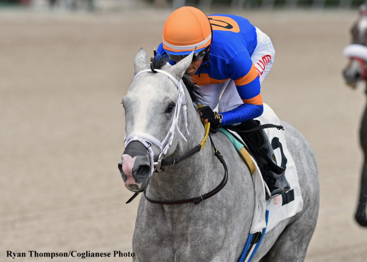 Holy Bull Victor White Abarrio Returns To Worktab – Horse Racing News