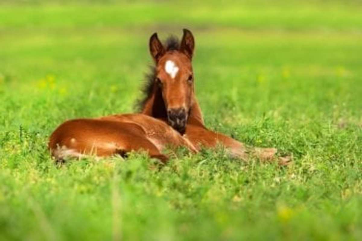 Mineral Content Of Pasture Affects Hoof Composition In Foals