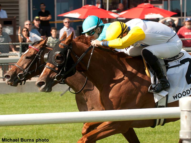 Sunday's Dance Smartly Kicks Off Woodbine's Ladies Of The Lawn Series - Horse Racing News - Vimarsana News