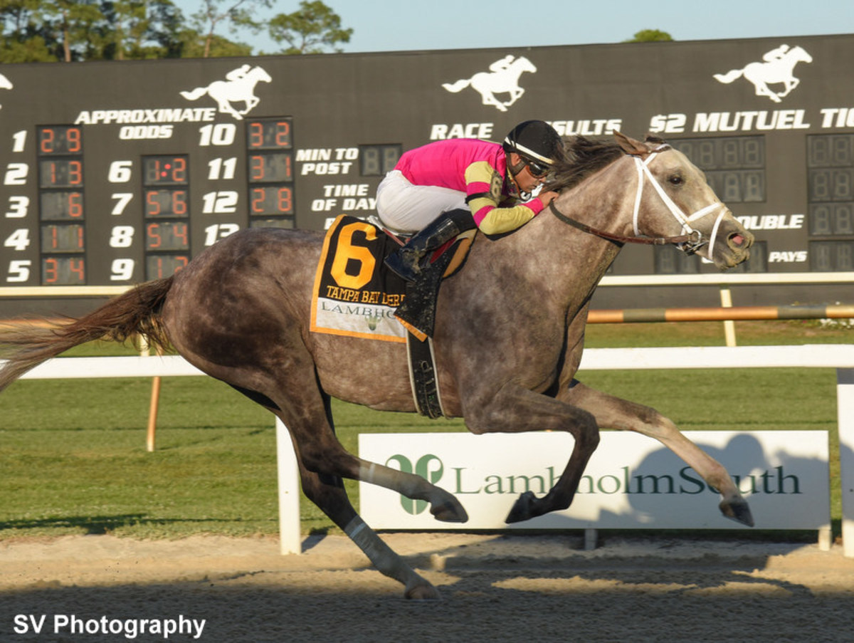 Bloodlines Presented By Mill Ridge Farm Tapit Trice The Tip Of The