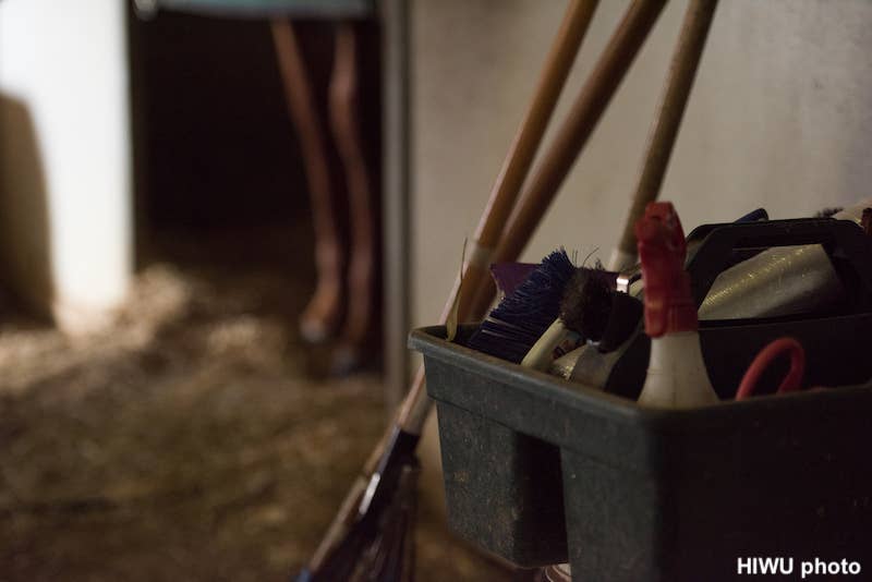 Dietary Supplements For Horses: Do You Need Them, And How Can You Tell If They're Safe? - Horse Racing News - Vimarsana News